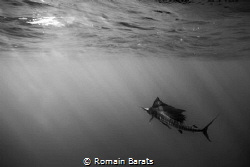 a stripped marlin by Romain Barats 